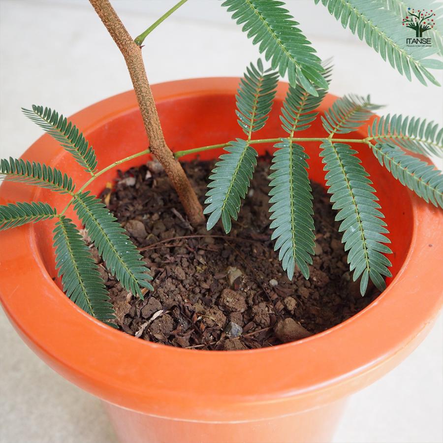 ITANSE 観葉植物 エバーフレッシュ(アカサヤネムノキ) 5号鉢 1個 ITANSE 観葉植物 エバーフレッシュ(アカサヤネムノキ) 5号鉢 1個