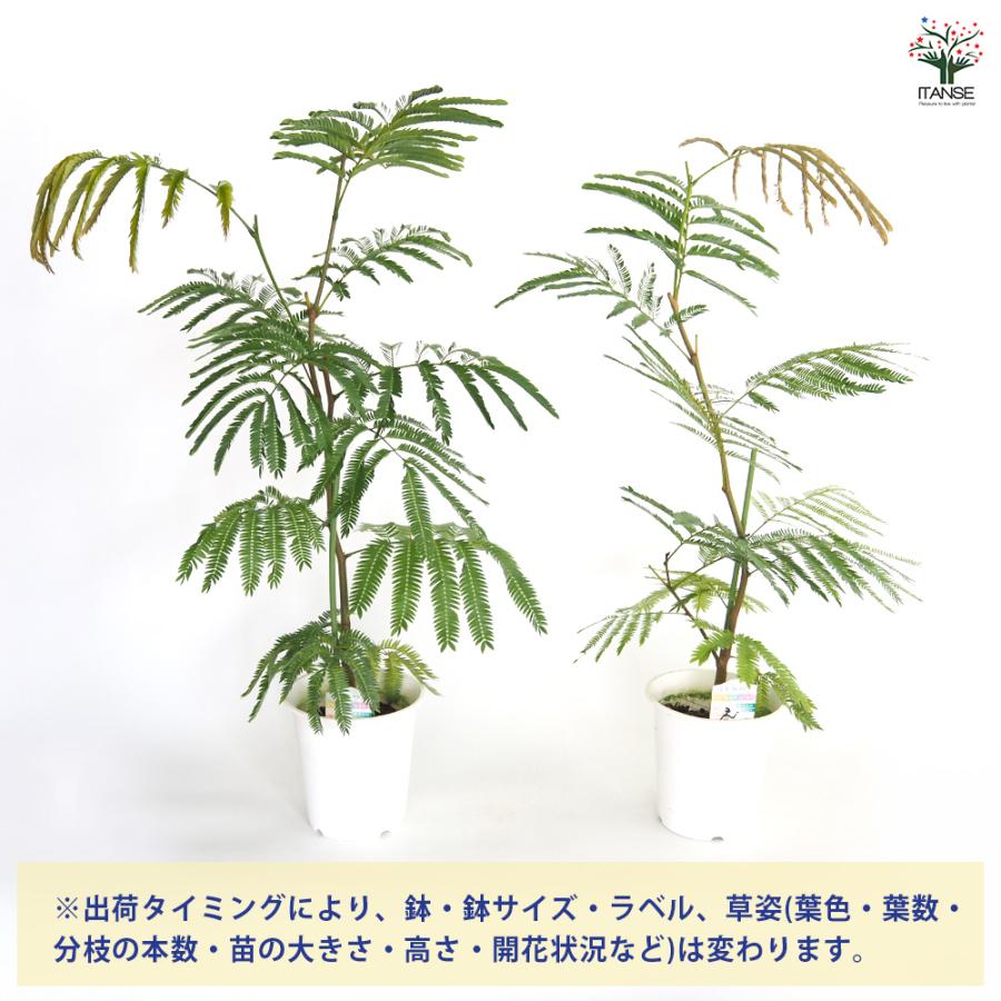ITANSE 観葉植物 エバーフレッシュ(アカサヤネムノキ) 5号鉢 1個 人気