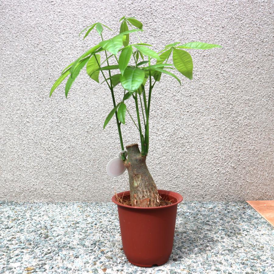 観葉植物 パキラ 4号鉢 1個 人気 小型 おしゃれ インテリア 育てやすい 風水 送料無料 Kan 野菜苗 植物 青果物販売のitanse 通販 Yahoo ショッピング