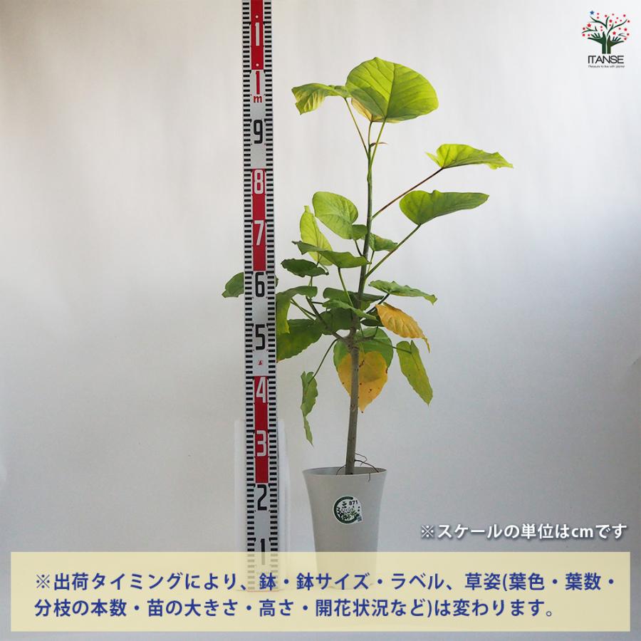 ITANSE 観葉植物 フィカス ウンベラータ ゴムの木の仲間 6号鉢 1個