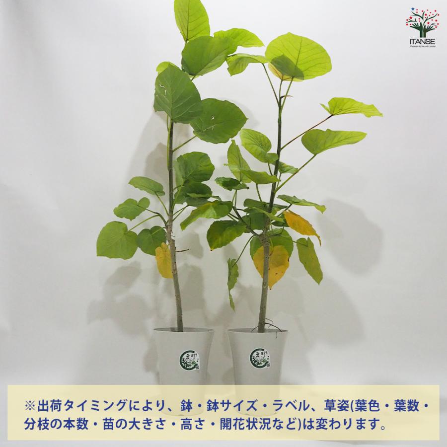 ITANSE 観葉植物 フィカス ウンベラータ ゴムの木の仲間 6号鉢 1個
