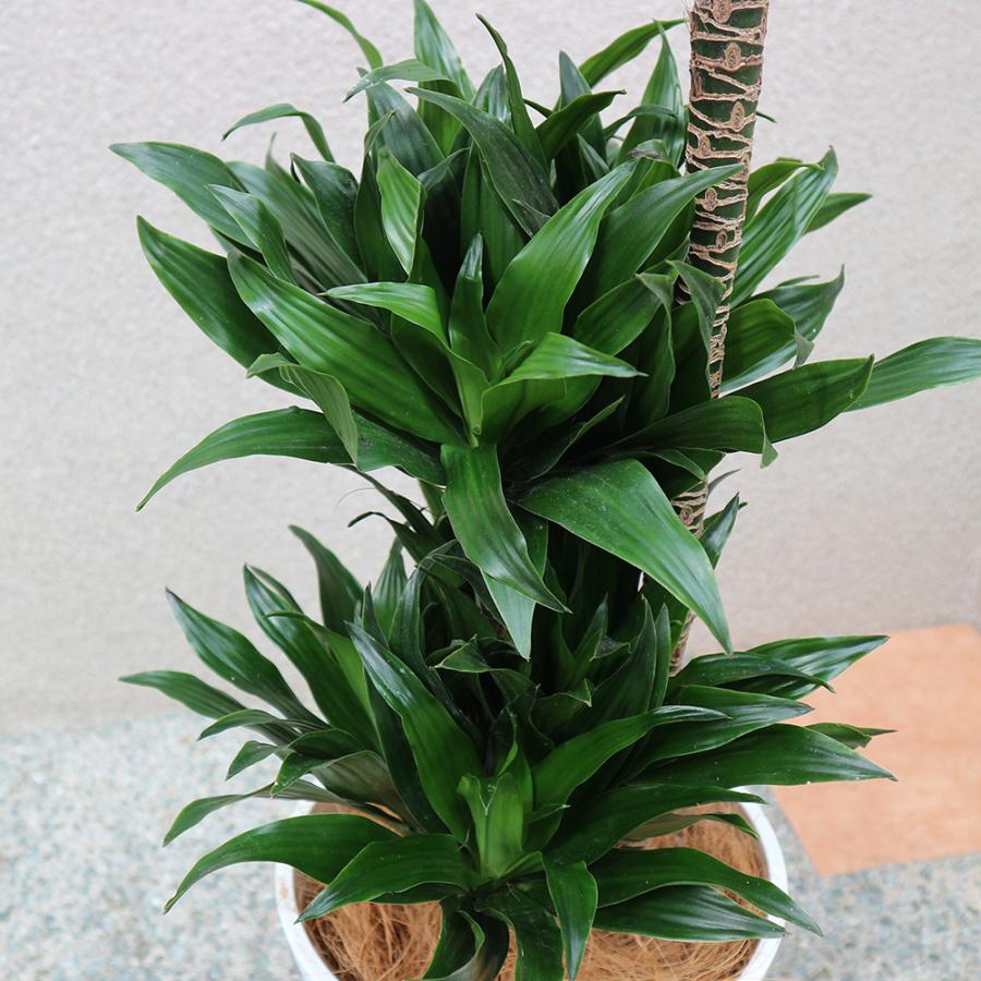 観葉植物 ドラセナ コンパクター 8号鉢 1個 人気 中型 おしゃれ インテリア 育てやすい 風水 送料無料 Kan 野菜苗 植物 青果物販売のitanse 通販 Yahoo ショッピング