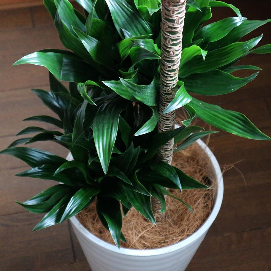観葉植物 ドラセナ コンパクター 8号鉢 1個 人気 中型 おしゃれ インテリア 育てやすい 風水 送料無料 Kan 野菜苗 植物 青果物販売のitanse 通販 Yahoo ショッピング