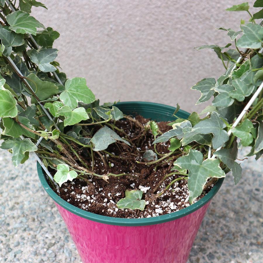 最大71 オフ 観葉植物 インテリア アイビー ヘデラ ハート 7号 約70センチ Www iwearparts Com