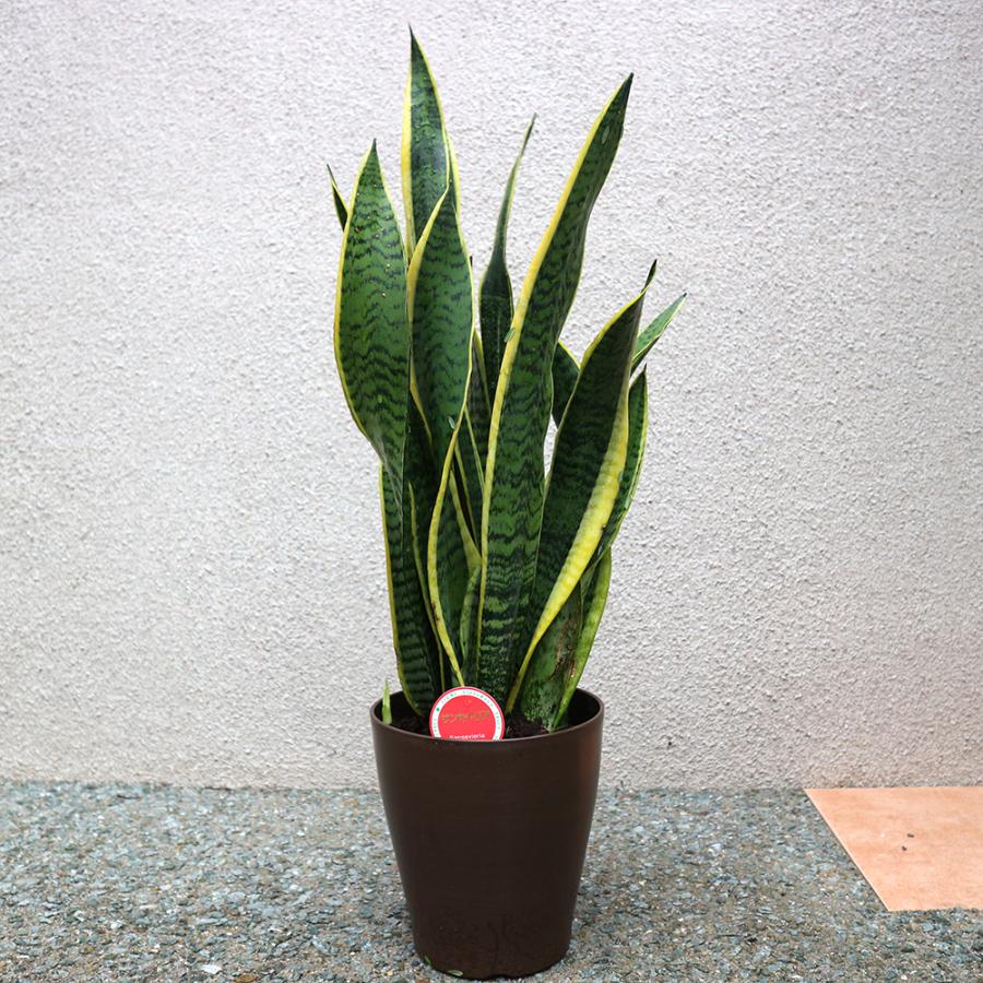 ITANSE 観葉植物 サンスベリアローレンティー6号 1個 人気 小型