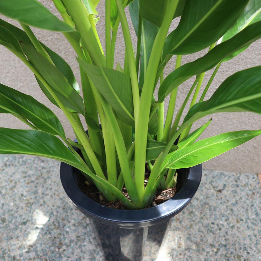 ITANSE 観葉植物 旅人(タビビト)の木8号1個 人気 小型 おしゃれ 卓上