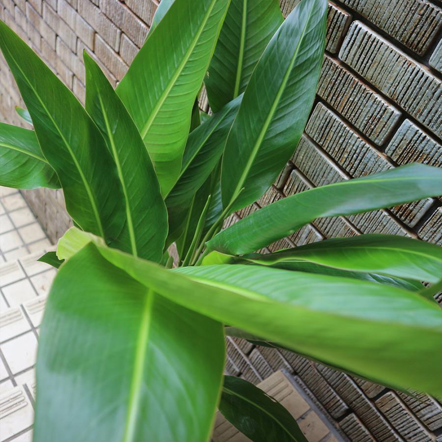 ITANSE 観葉植物 旅人(タビビト)の木8号1個 人気 小型 おしゃれ 卓上