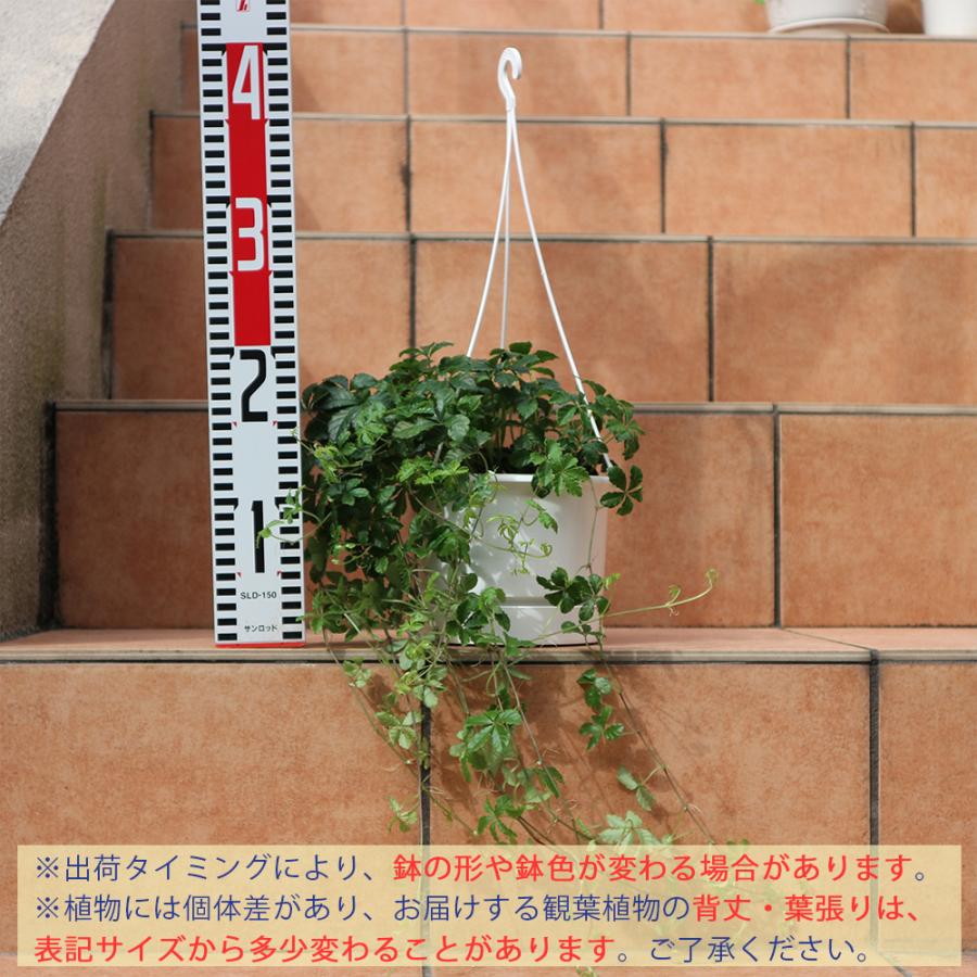 観葉植物 パーセノシッサスシュガーバイン5号1個 人気 小型 おしゃれ 卓上 インテリア 育てやすい 風水 送料無料 Kan 野菜苗 植物 青果物販売のitanse 通販 Yahoo ショッピング