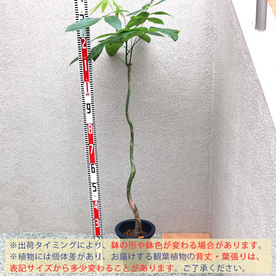 ITANSE 観葉植物 パキラ 曲がり1本立ち 7号鉢 1個 人気 大型 おしゃれ