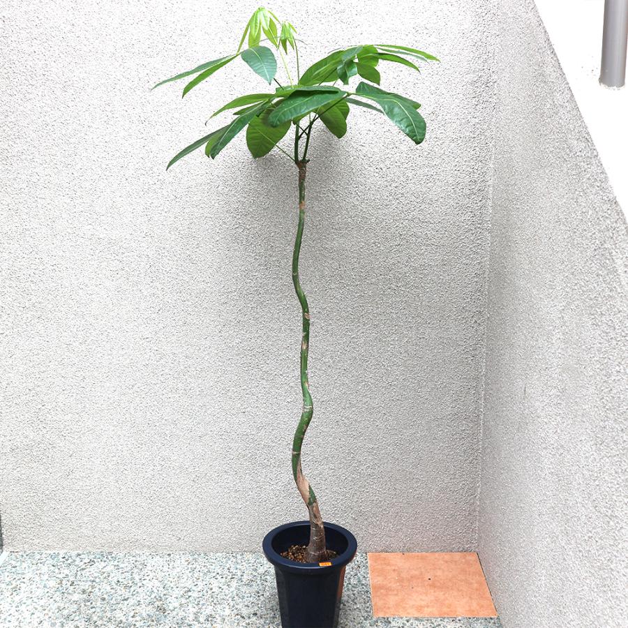 ITANSE 観葉植物 パキラ 曲がり1本立ち 7号鉢 1個 人気 大型 おしゃれ