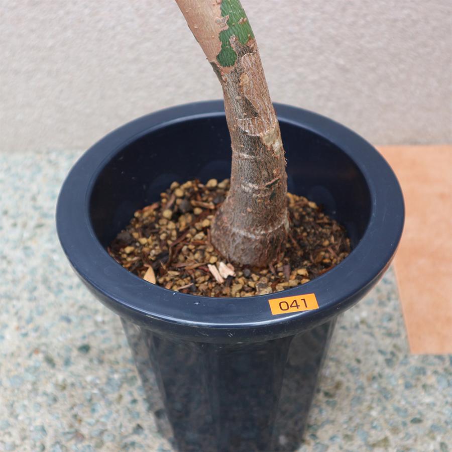 ITANSE 観葉植物 パキラ 曲がり1本立ち 7号鉢 1個 人気 大型 おしゃれ