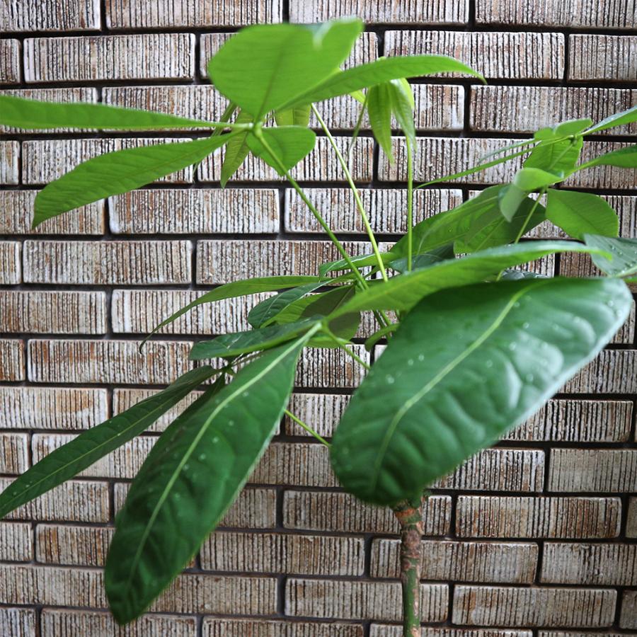 ITANSE 観葉植物 パキラ 曲がり1本立ち 7号鉢 1個 人気 大型 おしゃれ