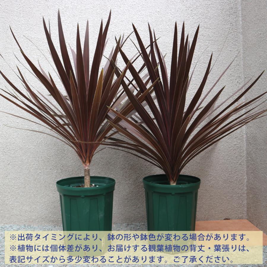 ITANSE 観葉植物 コルディリネレッドスター 7号ポット大苗大型 7