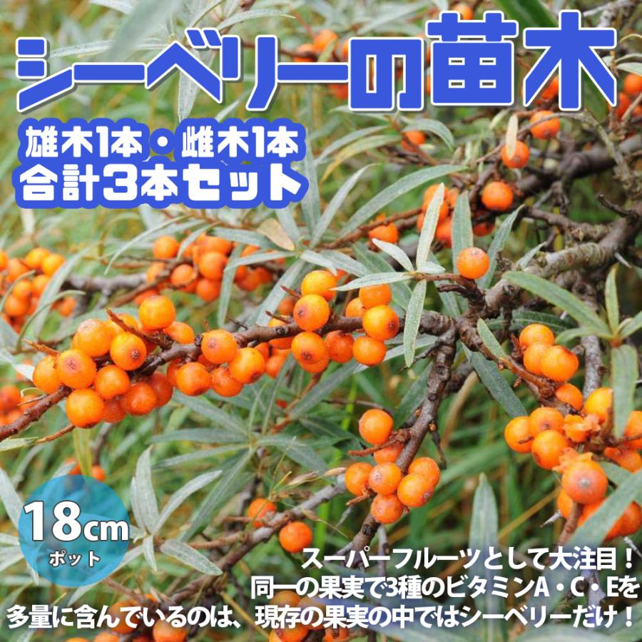 ITANSE 観葉植物 シーベリー(サジー)の苗木 お買い得セット（雄木1本雌木2本/合計3本）希少果樹 送料無料 イタンセ公式