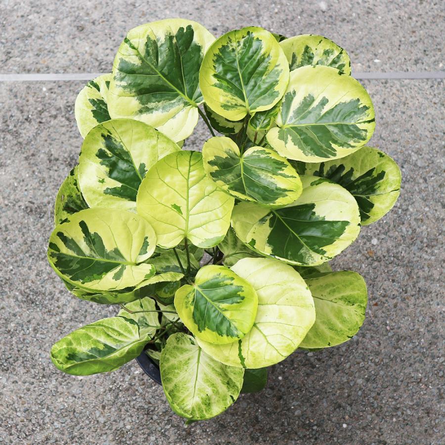 超希少❗️サイズ大❗️ポリシャス　フリスビー　煌✨ 超希少❗️サイズ大❗️ポリシャス フリスビー 煌✨