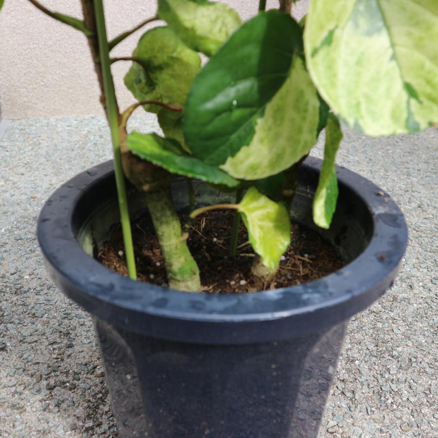 超希少❗️サイズ大❗️ポリシャス　フリスビー　煌✨ ITANSE 観葉植物 ポリシャス・フリスビー・煌(きらめき) 大型 1個売り