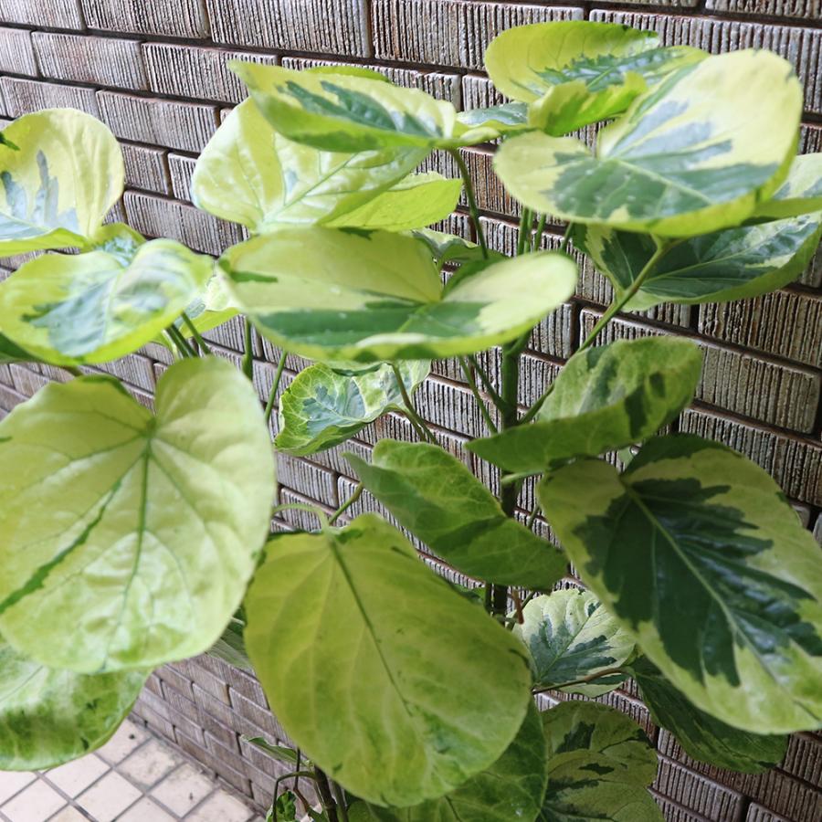 超希少❗️サイズ大❗️ポリシャス　フリスビー　煌✨ 超希少❗️サイズ大❗️ポリシャス フリスビー 煌✨