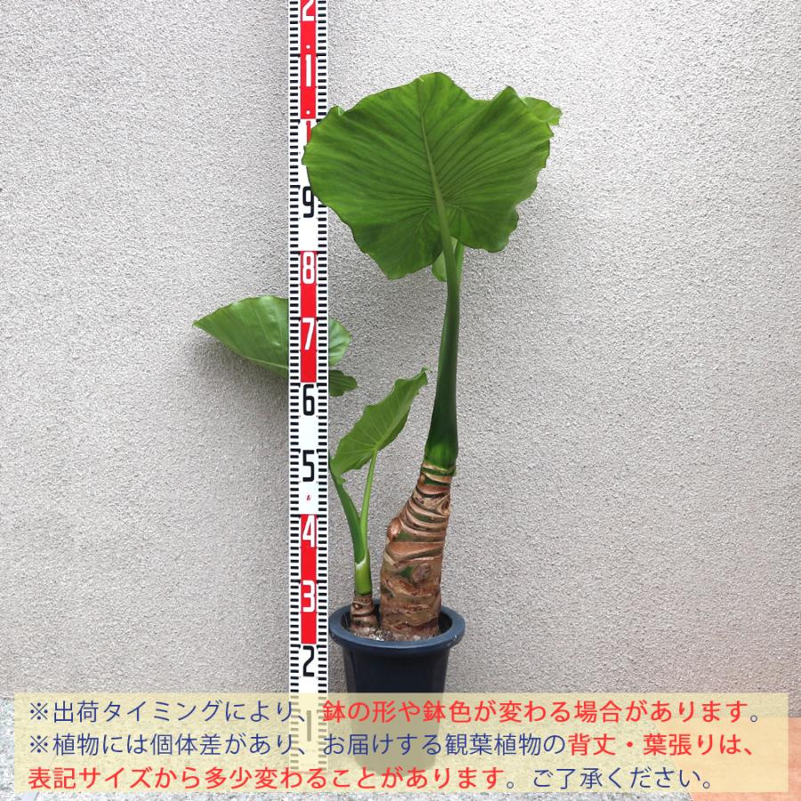 ITANSE 観葉植物 クワズイモ 中型 1個売り 送料無料 イタンセ公式