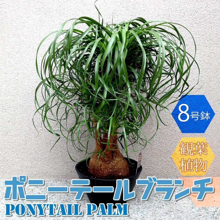 コンビニ受取対応商品 観葉植物 ポニーテールブランチ 中型 観葉植物 9号プラスチック浅鉢 1個売り 人気 観葉植物 おしゃれ インテリア 観賞 送料無料 Kan 野菜苗 植物 青果物販売のitanse 通販 Yahoo ショッピング 楽天 Www Vzp At