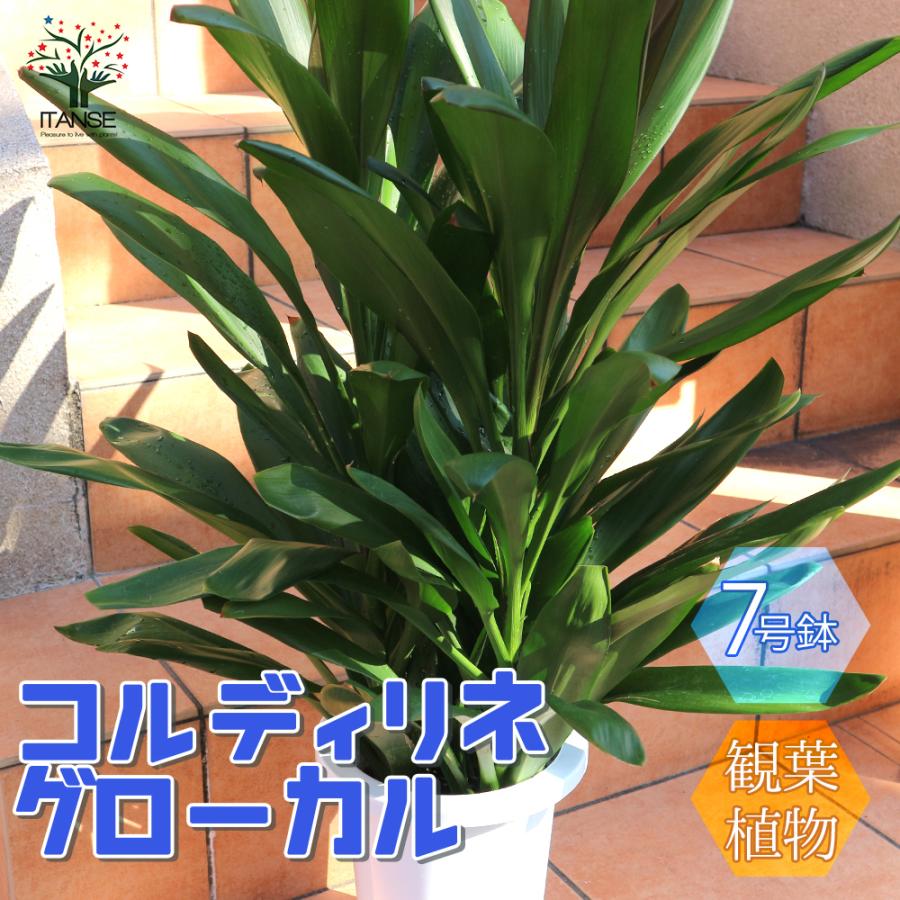 今季注目 M9IITDPU2YS 型番:M9IITDPU2YS