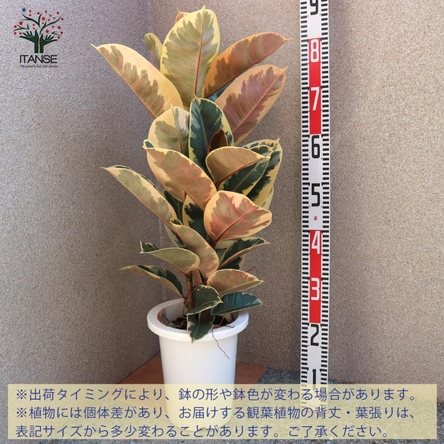 ITANSE 観葉植物 フィカス・ティネケ(ティネケゴム) ゴムの木の仲間 7