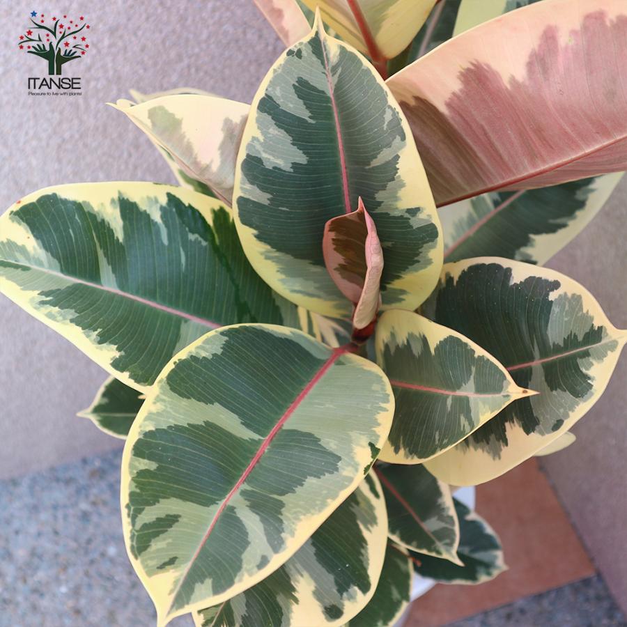 ITANSE 観葉植物 フィカス・ティネケ(ティネケゴム) ゴムの木の仲間 7