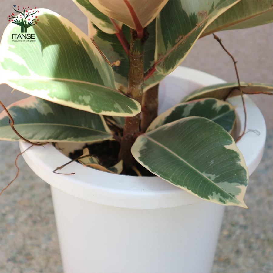 ITANSE 観葉植物 フィカス・ティネケ(ティネケゴム) ゴムの木の仲間 7