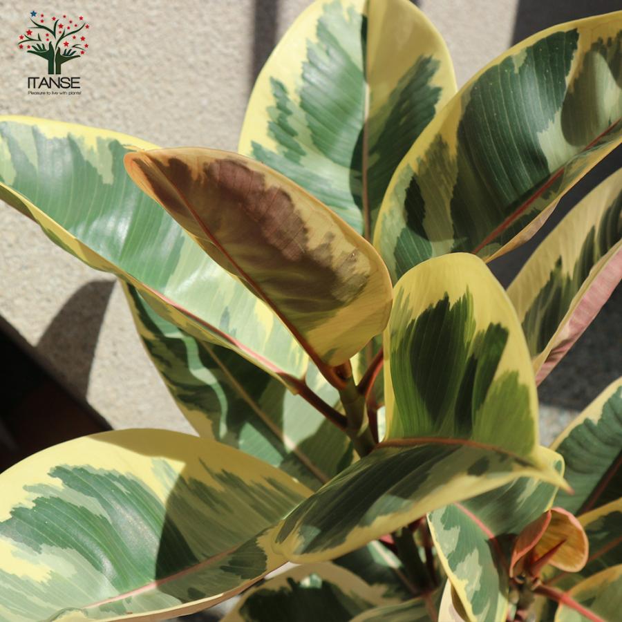 ITANSE 観葉植物 フィカス・ティネケ(ティネケゴム) ゴムの木の仲間 7