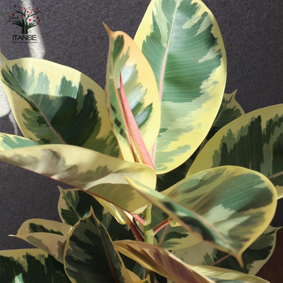 ITANSE 観葉植物 フィカス・ティネケ(ティネケゴム) ゴムの木の仲間 7