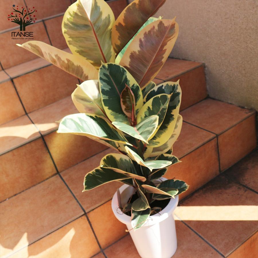 ITANSE 観葉植物 フィカス・ティネケ(ティネケゴム) ゴムの木の仲間 7
