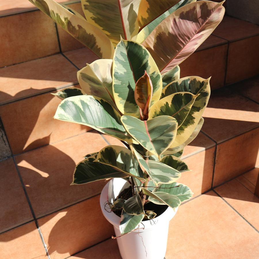 ITANSE 観葉植物 フィカス・ティネケ(ティネケゴム) ゴムの木の仲間 7