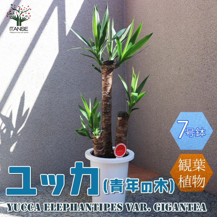 ITANSE 観葉植物 ユッカ(青年の木) 7号プラスチック鉢 1個売り 人気