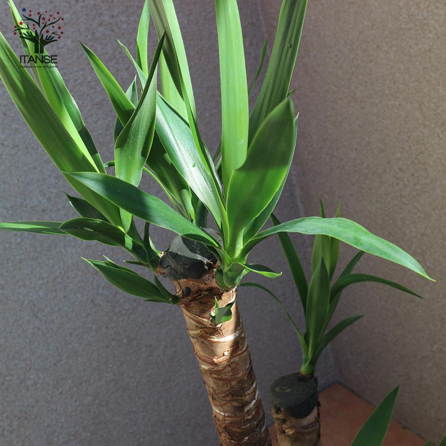 ITANSE 観葉植物 ユッカ(青年の木) 7号プラスチック鉢 1個売り 人気