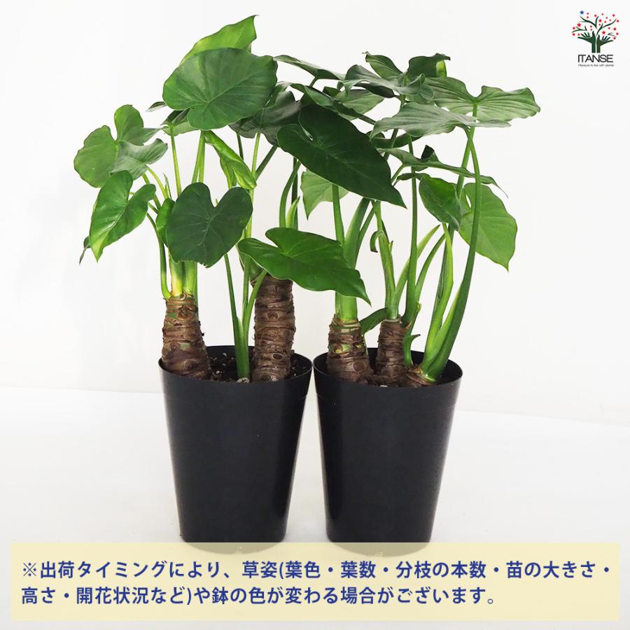 ITANSE 観葉植物 クワズイモ 6号ポット 1個売り 人気 おしゃれ