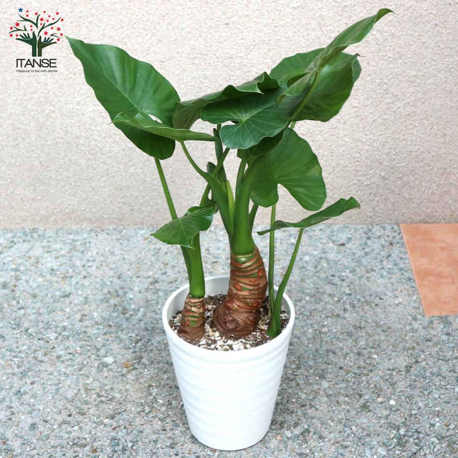 観葉植物 クワズイモ 観葉植物 6号ポット 1個売り 人気 観葉植物 おしゃれ インテリア 観賞 送料無料 Kan 野菜苗 植物 青果物販売のitanse 通販 Yahoo ショッピング