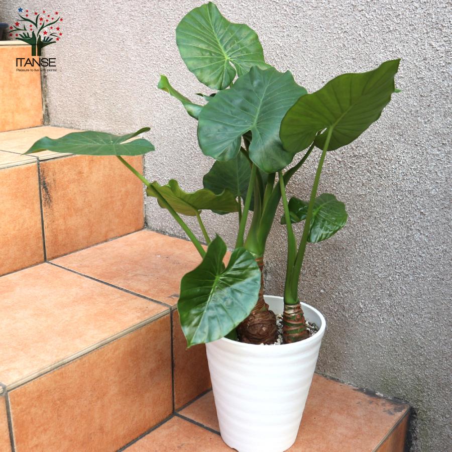 ITANSE 観葉植物 クワズイモ 5〜6号ポット 1個売り 人気 おしゃれ
