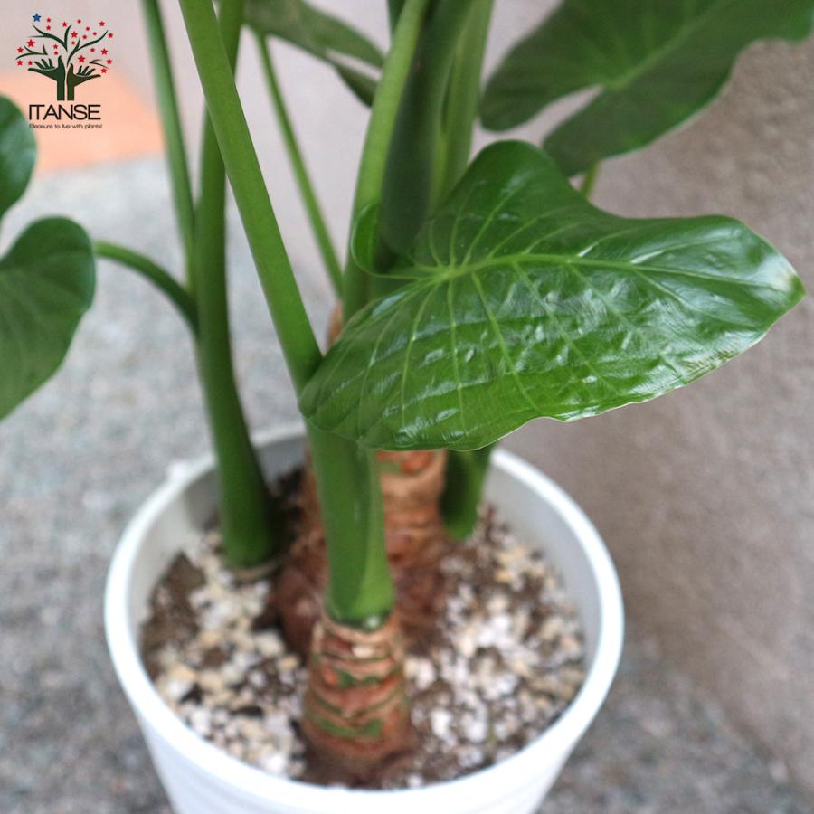 ITANSE 観葉植物 クワズイモ 6号ポット 1個売り 人気 おしゃれ
