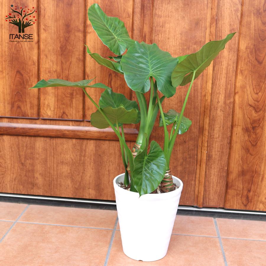 ITANSE 観葉植物 クワズイモ 5〜6号ポット 1個売り 人気 おしゃれ