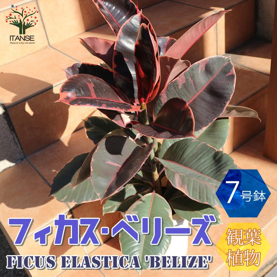 ITANSE 観葉植物 フィカス ベリーズ ゴムの木の仲間 中型 7号