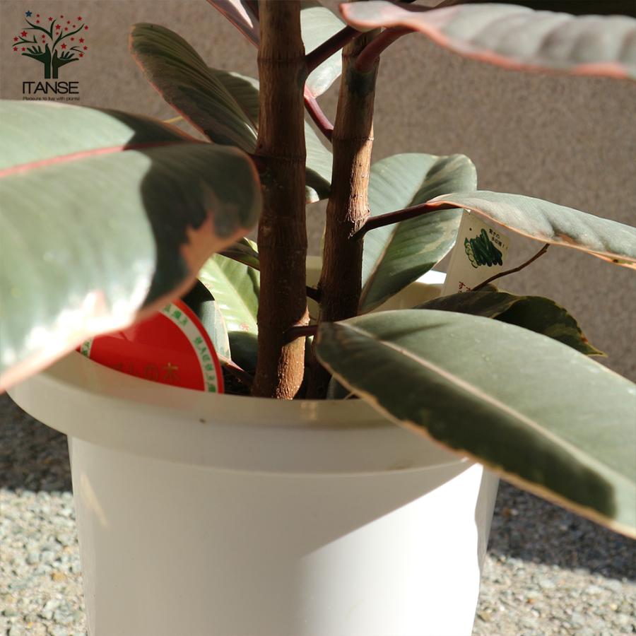 ITANSE 観葉植物 フィカス ベリーズ ゴムの木の仲間 中型 7号