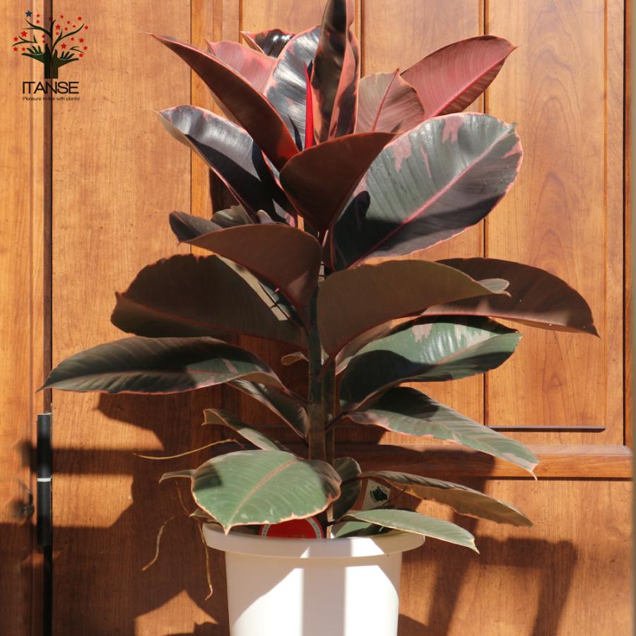 現品 フィカス ゴムの木 ベリーリーフ 曲がり 観葉植物 フィカスベリー