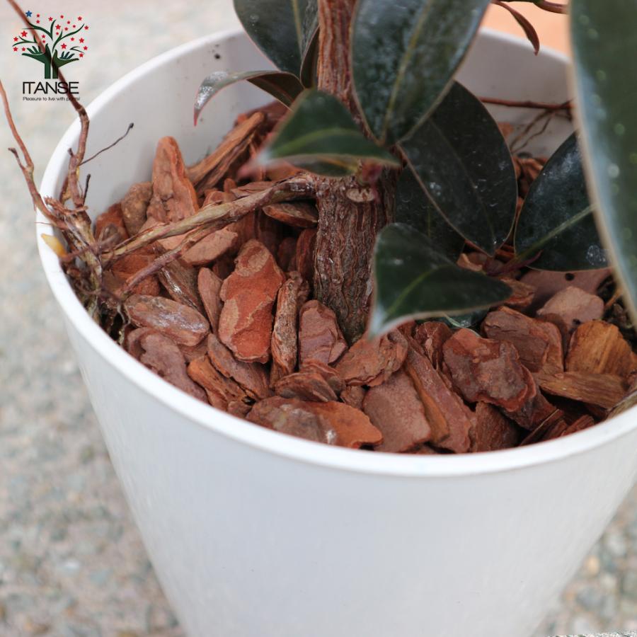 ITANSE 観葉植物 フィカス・エラスティカ・メラニー(ゴムの木の仲間 