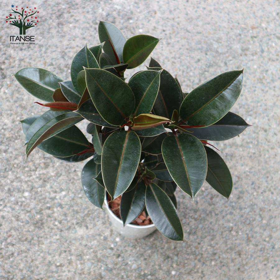 ITANSE 観葉植物 フィカス・エラスティカ・メラニー(ゴムの木の仲間
