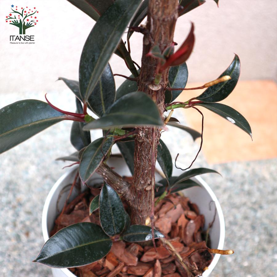 ITANSE 観葉植物 フィカス・エラスティカ・メラニー(ゴムの木の仲間 
