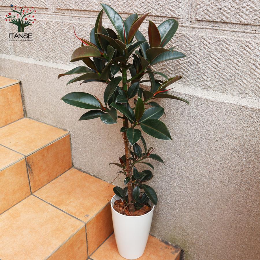 ITANSE 観葉植物 フィカス・エラスティカ・メラニー(ゴムの木の ITANSE 観葉植物 フィカス・エラスティカ・メラニー(ゴムの木の