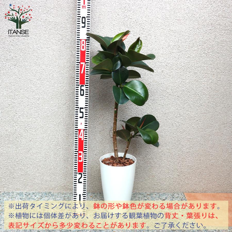 ITANSE 観葉植物 フィカス・エラスティカ・ソフィア(ゴムの木の仲間
