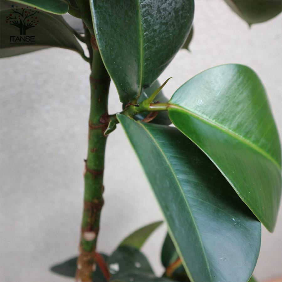 ITANSE 観葉植物 フィカス・エラスティカ・ソフィア(ゴムの木の仲間