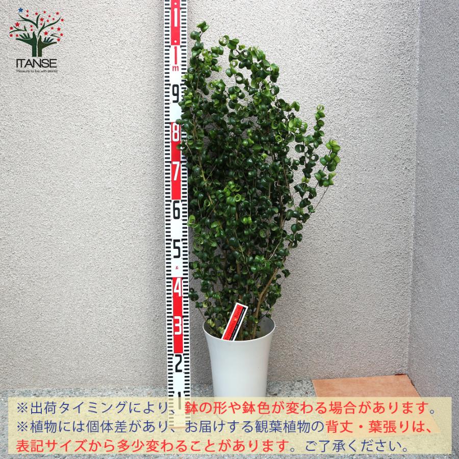 ITANSE 観葉植物 ベンジャミン・バロック 7号Lサイズ 1個売り 人気