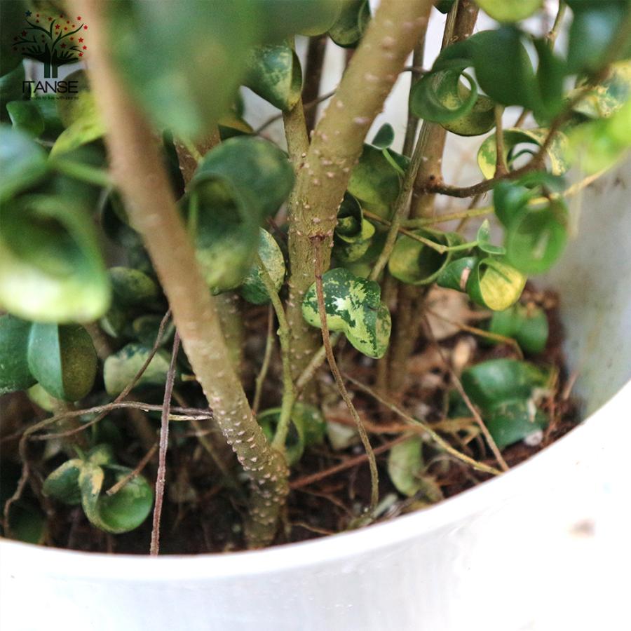 高質で安価 観葉植物 ベンジャミン バロック 観葉植物 7号lサイズ 1個売り 人気 観葉植物 おしゃれ インテリア 観賞 送料無料 新作モデル Www Simon Page Com