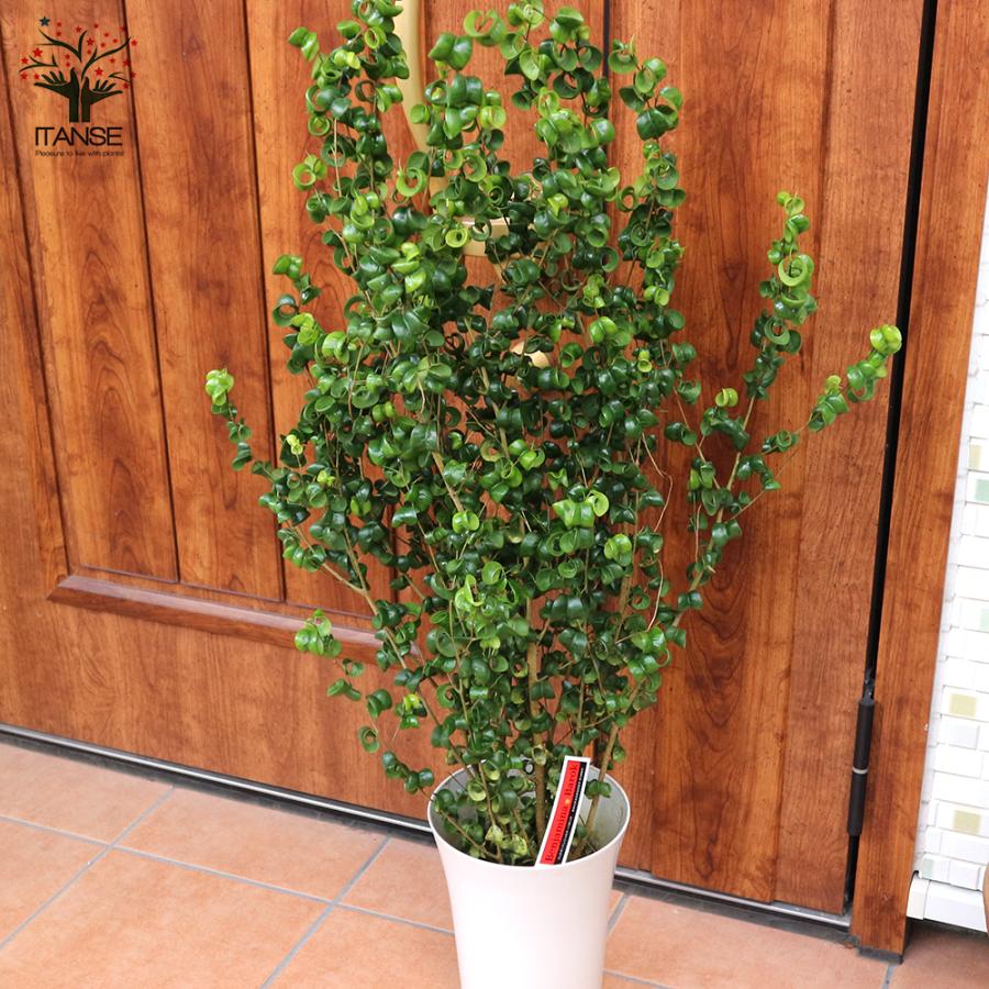 ITANSE 観葉植物 ベンジャミン・バロック 7号Lサイズ 1個売り 人気